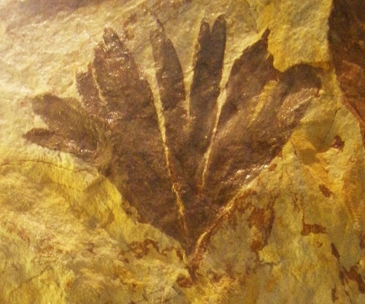 Fossiel ginkgoblad (Ginkgo huttoni) in een steen