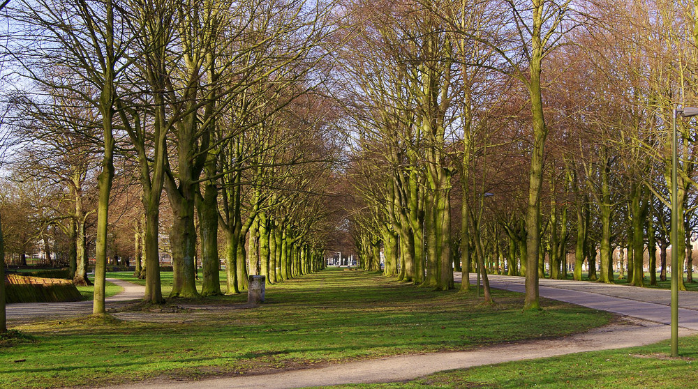 Het Haagse Bos