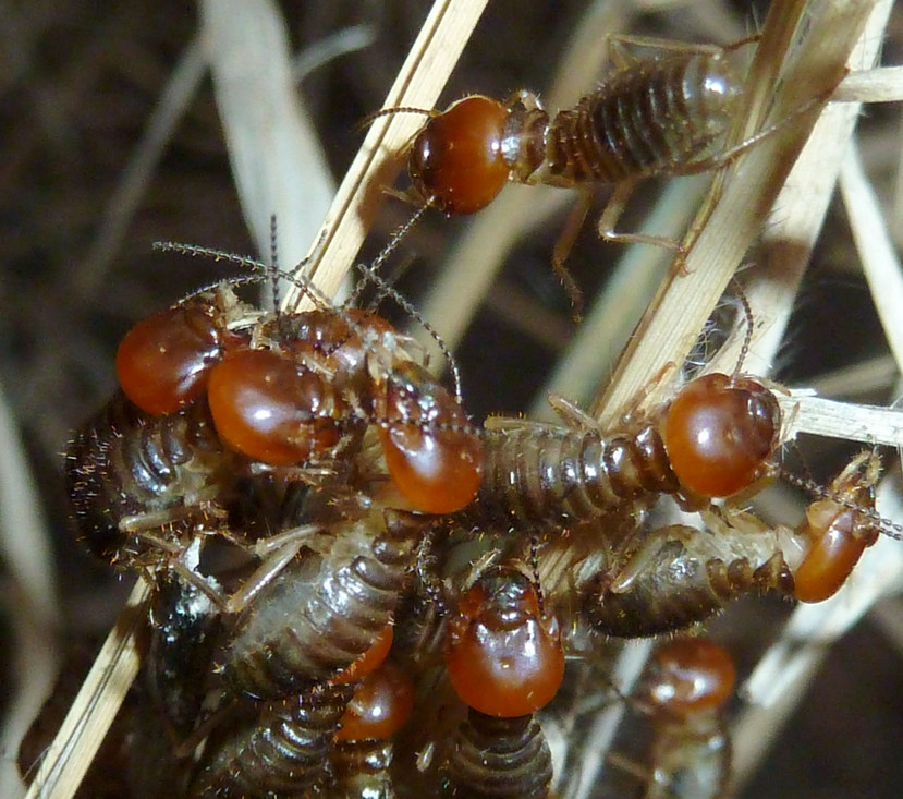 Het favoriete eten van de aardwolf: termieten