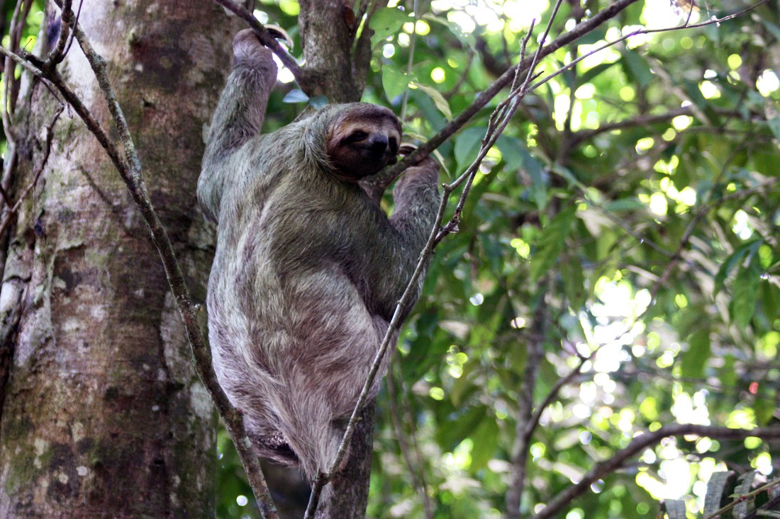 Deze luiaard (Bradypus variegatus) hangt hier lekker lui in de boom