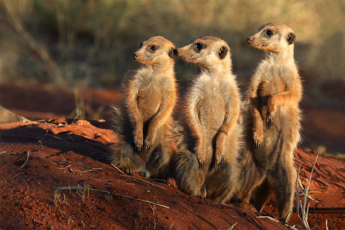 Drie stokstaartjes in Zuid-Afrika