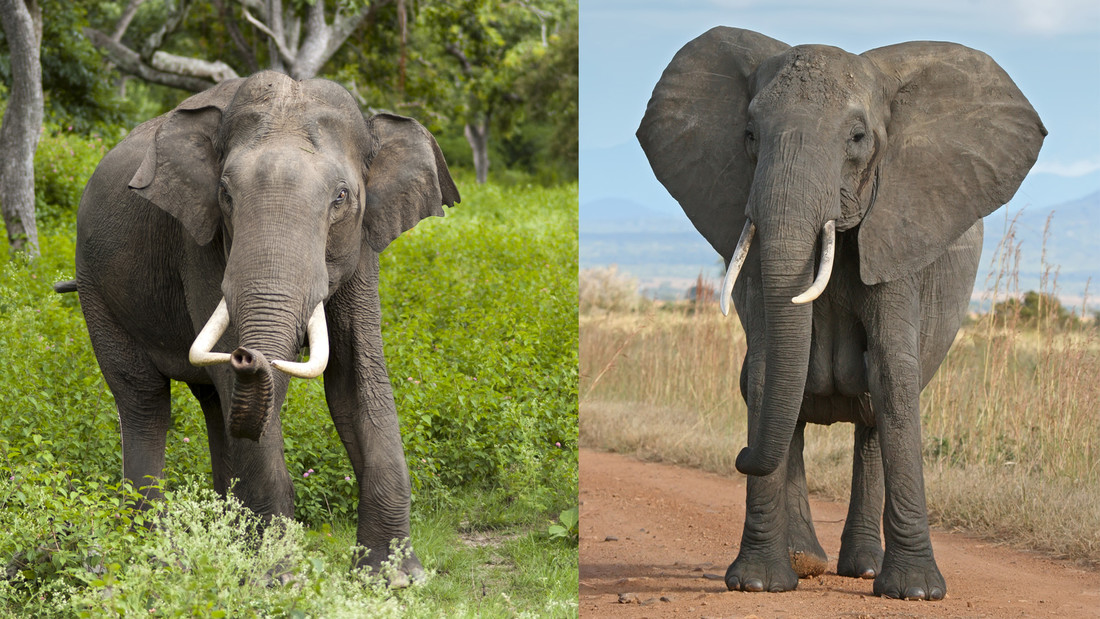 Links een Aziatische olifant, rechts een Afrikaanse olifant
