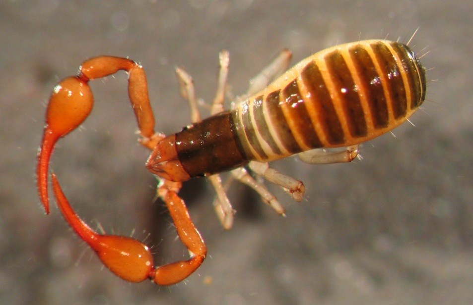 Bastaardschorpioen