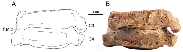 Een afwijking bij de wolharige mammoet (Mammuthus primigenius); de wervels zijn met elkaar vergroeid. Links schematisch weergegeven en rechts een foto.