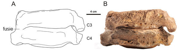 Een afwijking bij de wolharige mammoet (Mammuthus primigenius); de wervels zijn met elkaar vergroeid. Links schematisch weergegeven en rechts een foto.