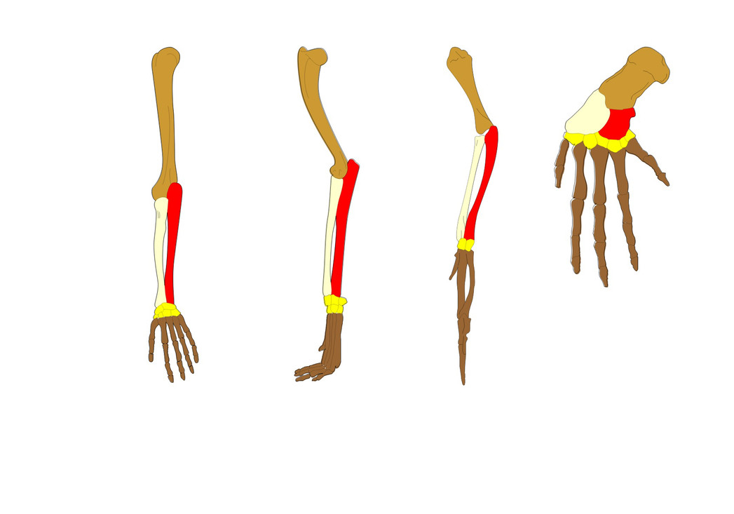 De botten van een mensenarm, hondenpoot, vogelvleugel en walvisvin.