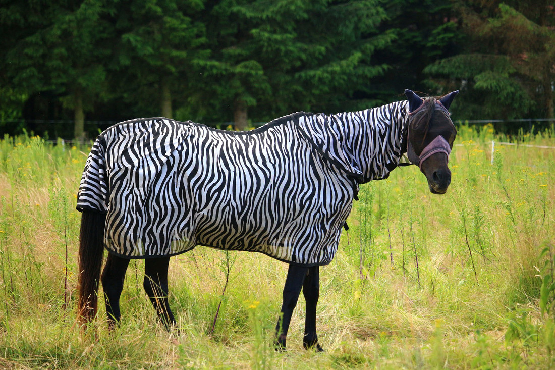 Paardeneigenaren hopen dat hun paarden met een deken met zebraprint minder last hebben van dazen.