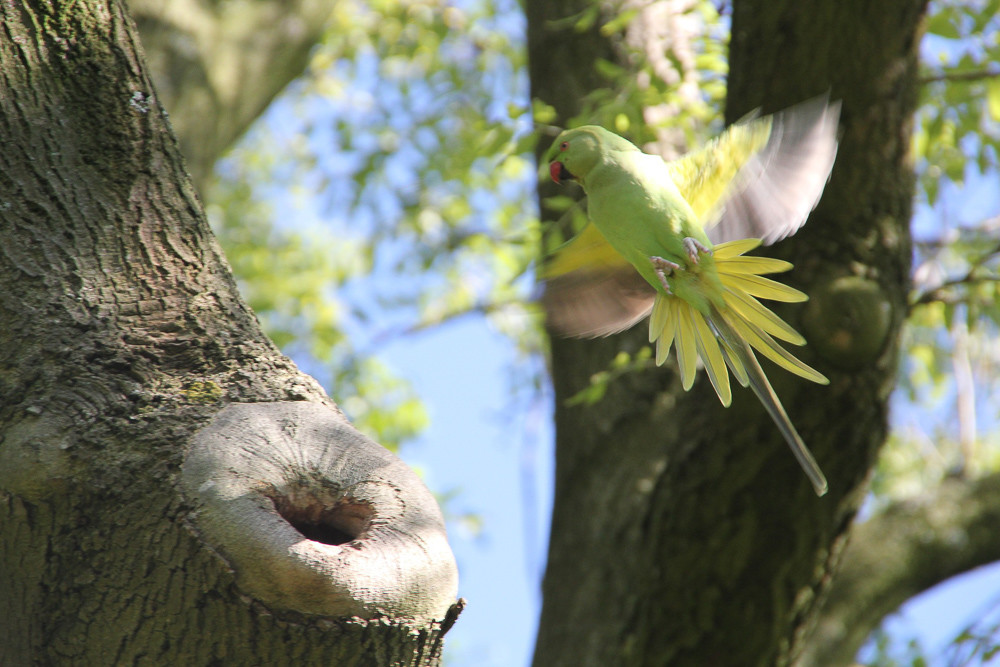 Een halsbandparkiet (Psittacula krameri) in Amsterdam