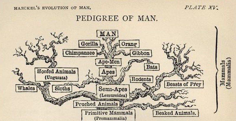 Een deel van één van de oudste stambomen uit 1874, waarin de mens wordt weergegeven als nauwe verwant van de apen.