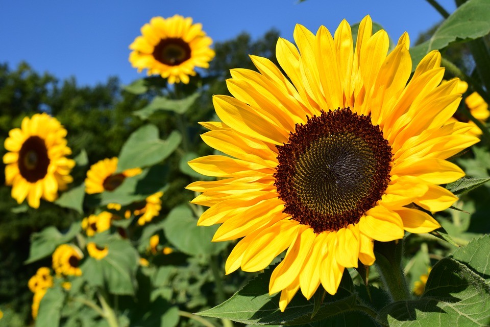 Zonnebloemen zijn groot en opvallend