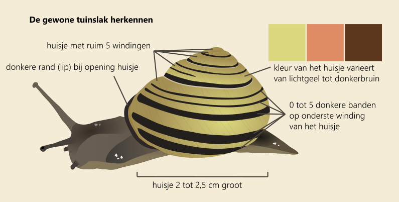 Zo herken je de gewone tuinslak.