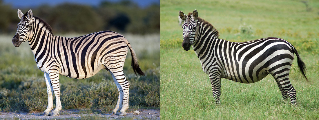 De ene zebra is de andere niet. De zebra rechts heeft duidelijkere en dikkere strepen dan de zebra links.
