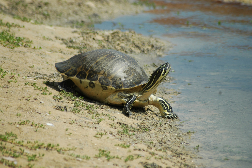De typische houding van een zonnebadende geelbuikschildpad