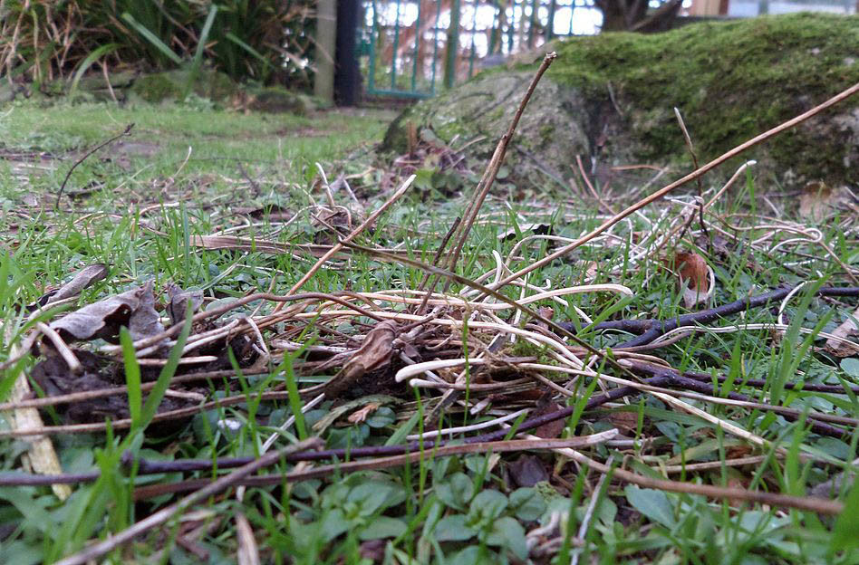 Een hoopje takken in een tuin