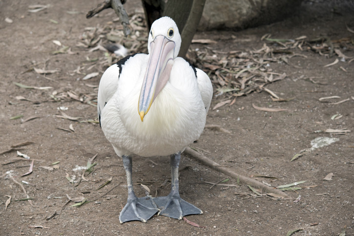 Een Australische pelikaan.