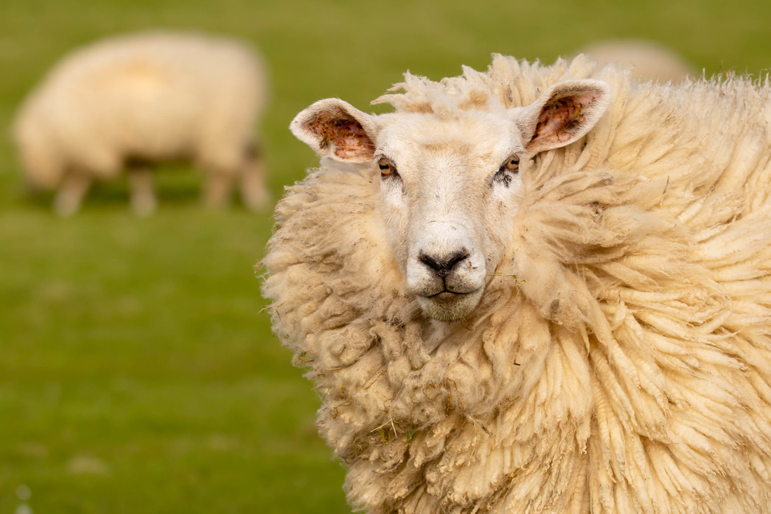 Aan de oren van schapen zie je of ze bang, boos of verrast zijn.