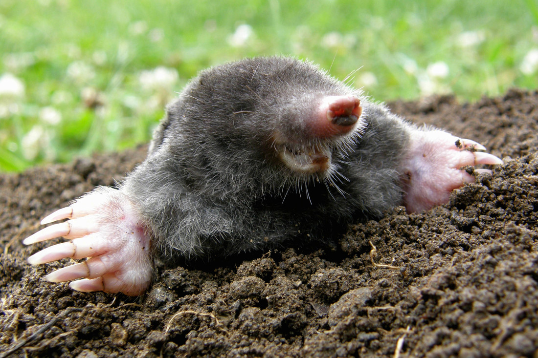 Een mol in een molshoop