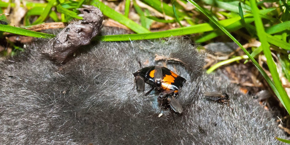 De krompootdoodgraver (Nicrophorus vespillo) op een dode mol (Talpa europaea).