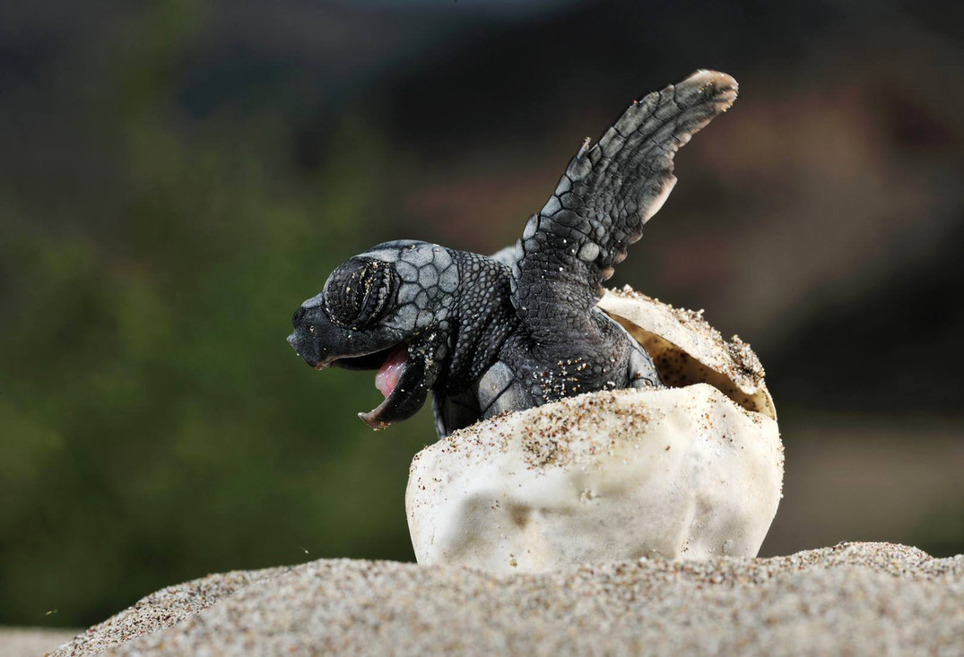 Baby schildpad kruipt uit zijn ei