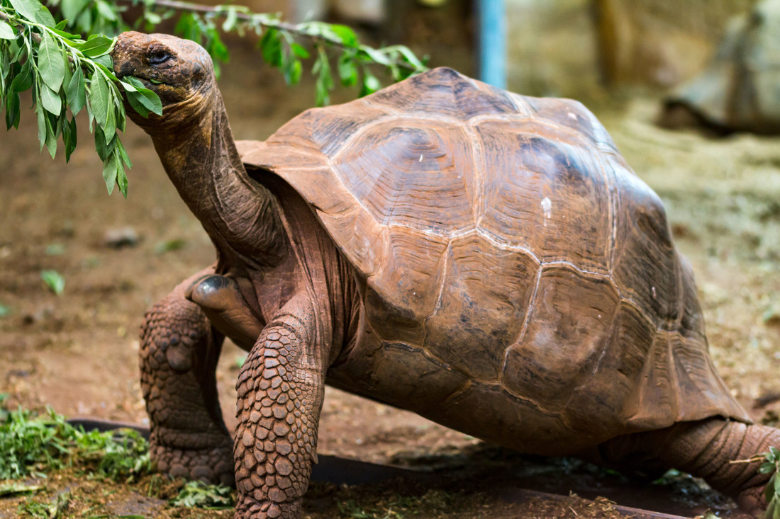 Een galapagos schildpad met een zadelschild