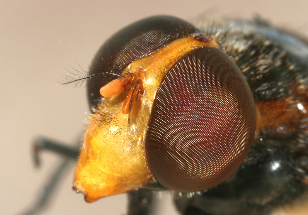 De grote, bolle facetogen van een zweefvlieg