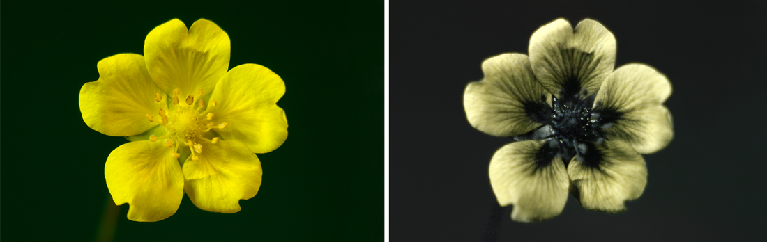 Links een bloem van het vijfvingerkruid in gewoon licht, rechts dezelfde bloem in UV-licht.
