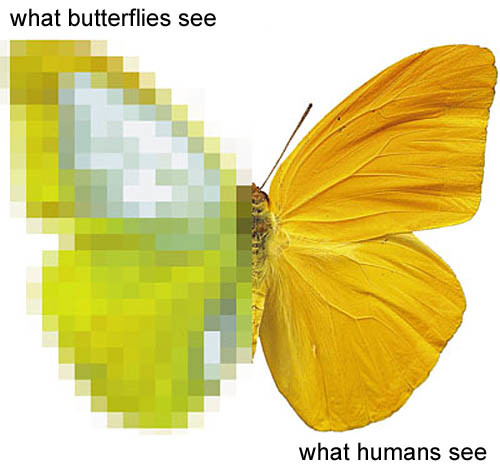 Links zie je hoe vlinders elkaar waarschijnlijk zien (weinig pixels), rechts zie je hoe een mens de vlinder ziet (veel pixels).