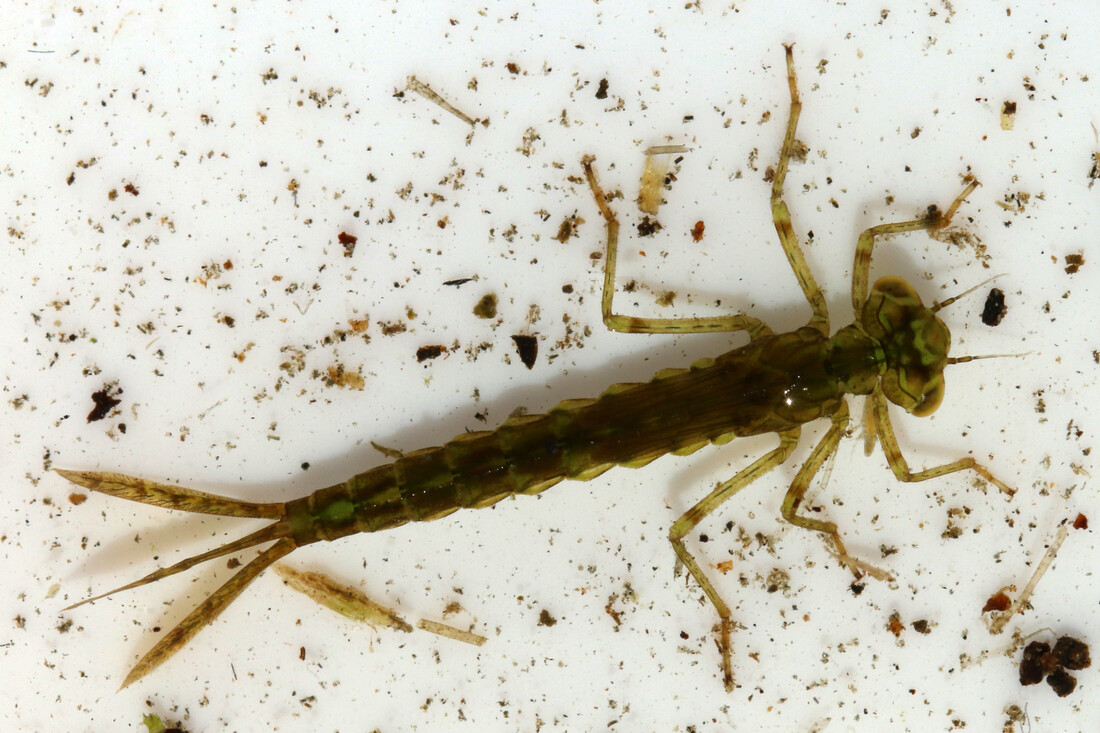 Insecten gaan kopje onder | Natuurwijzer