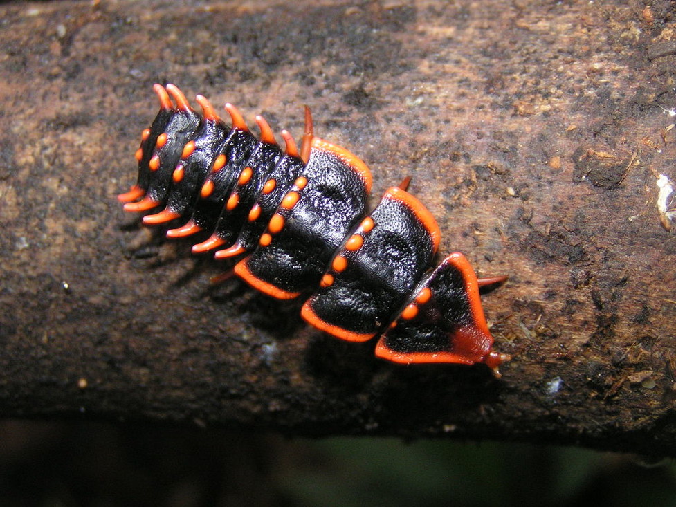 De trilobiet-kever (Platerodrilus sp.)