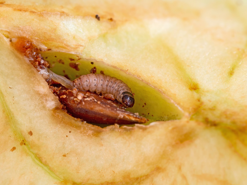 ‘Wormen’ in appels zijn meestal eigenlijk rupsen van de fruitmot…. maar het blijft een nare verrassing.