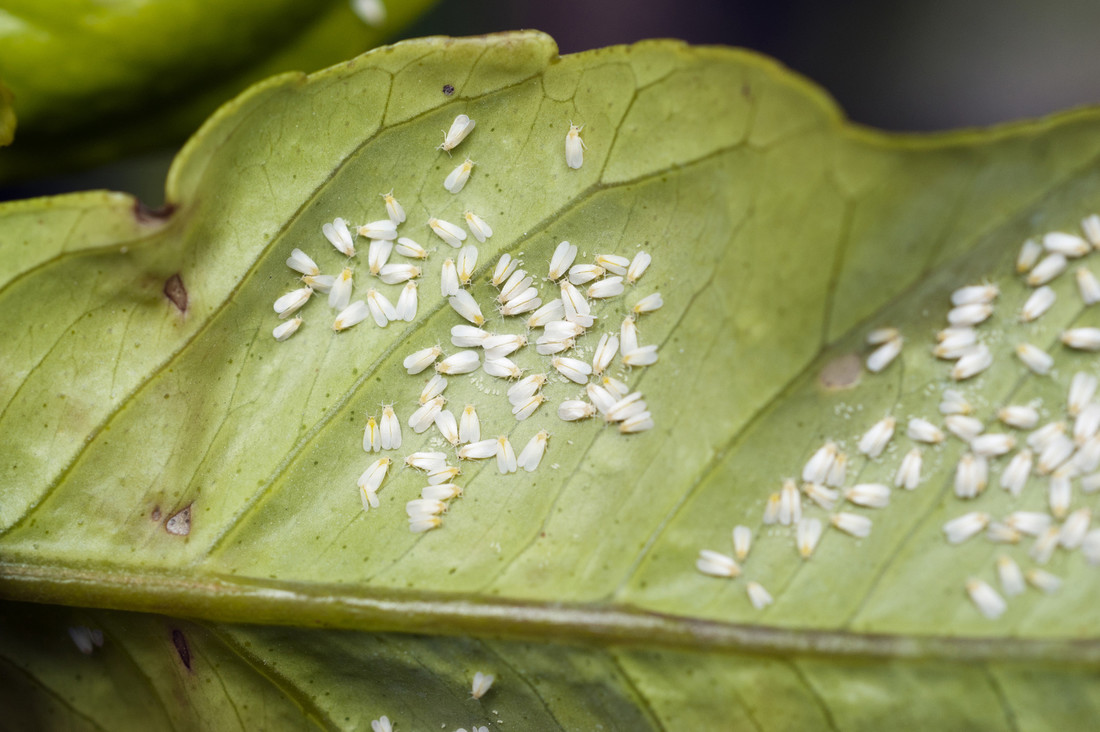 Witte vliegen beschadigen planten door er van te eten. Ook verspreiden ze plantenziektes. 