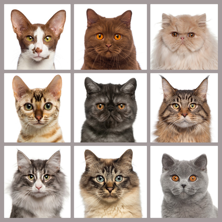 Er bestaan tegenwoordig tientallen kattenrassen die er allemaal wat anders uitzien.