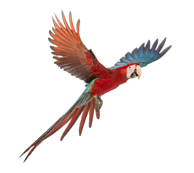 Een jonge papegaai in vlucht. In de staart en de vleugels zijn de lange pennen zichtbaar.