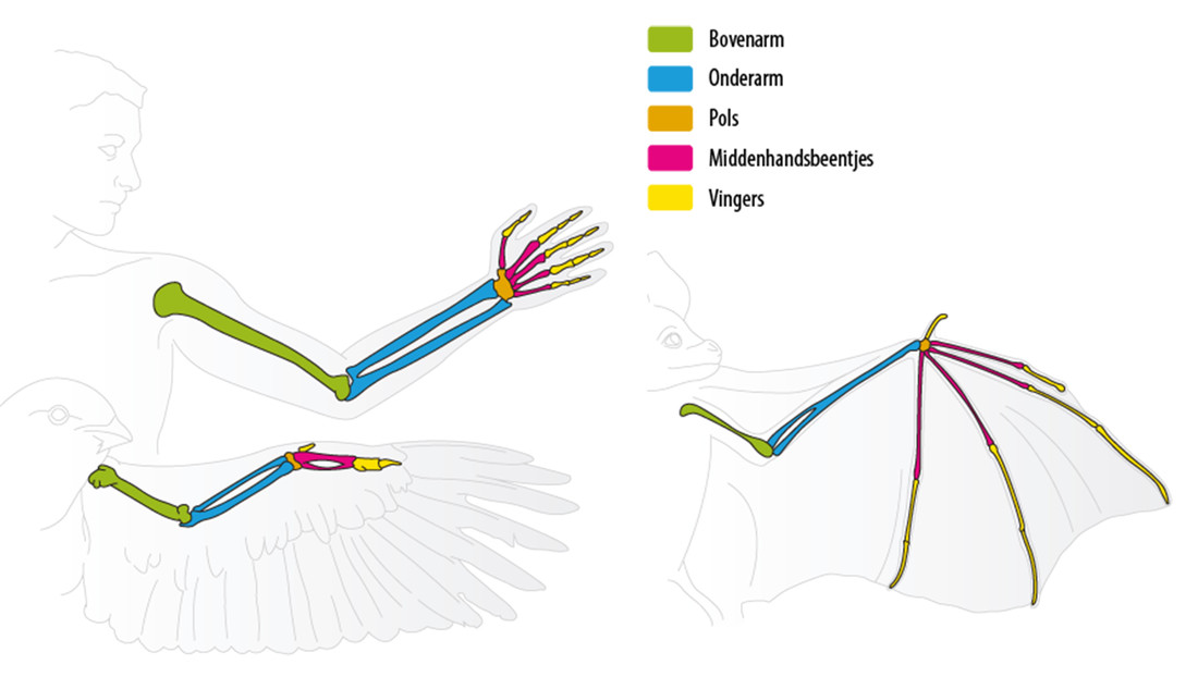De vingers en middenhandsbeentjes van de vleermuis zijn veel langer dan die van de mens. Bij vogels is dat niet zo en zijn ze samengesmolten tot een enkele, steviger bot.