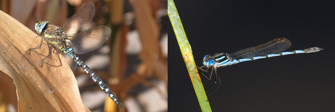 Links een volwassen libelle, rechts een volwassen waterjuffer