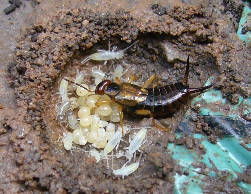 Een oorwormvrouwtje met eitjes en nimfen.
