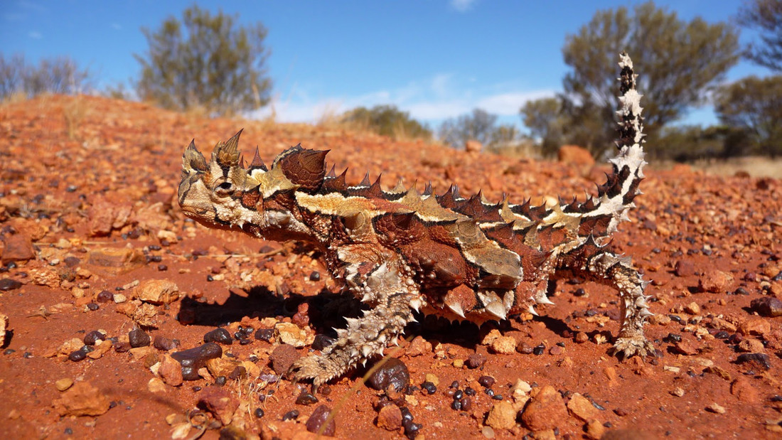 De Australische bergduivel