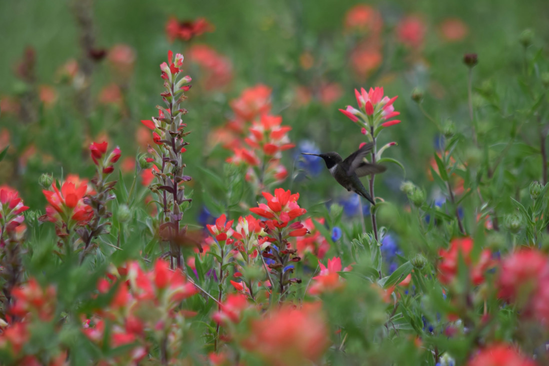 Kolibrie op zoek naar nectar