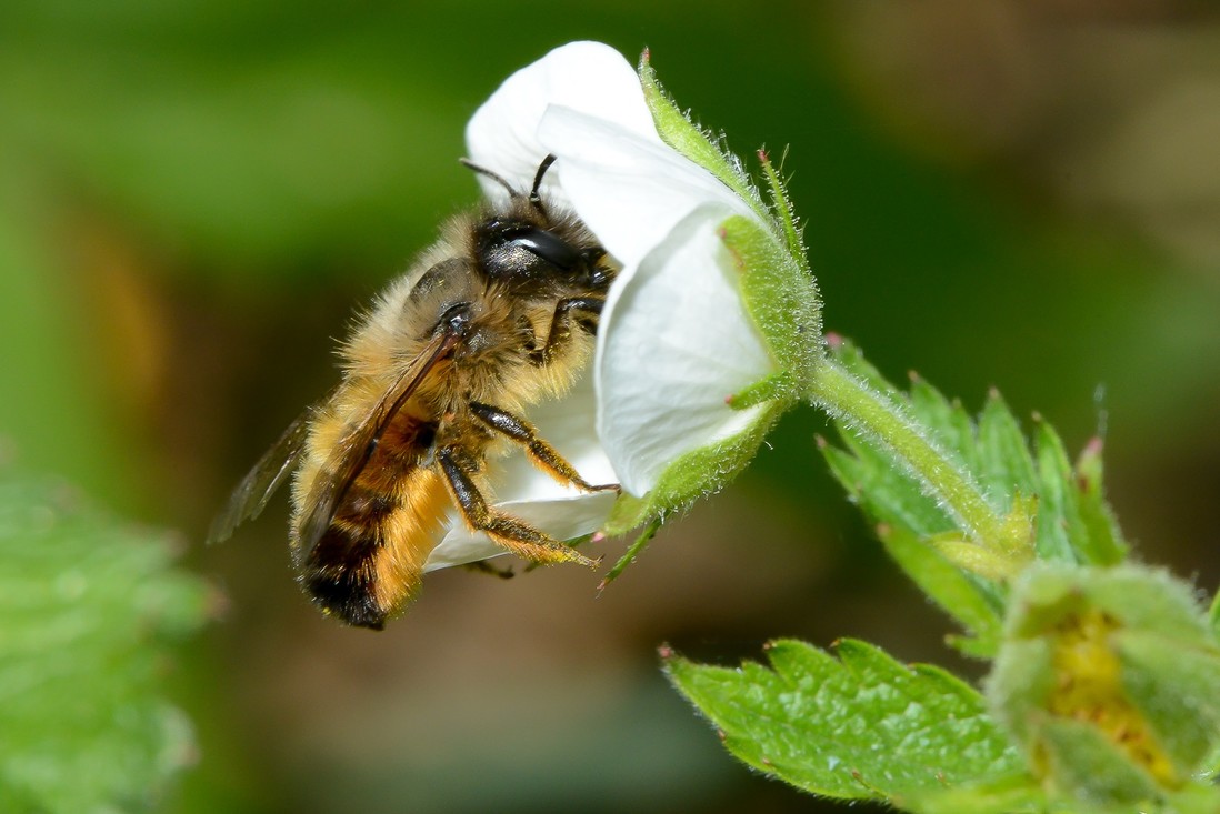 Rosse metselbij (osma bicornis)