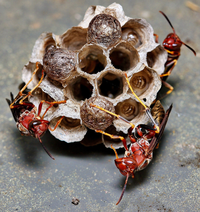 Wespen en andere insecten die in groepen leven, zoals bijen en mieren, zorgen ook voor hun jongen.