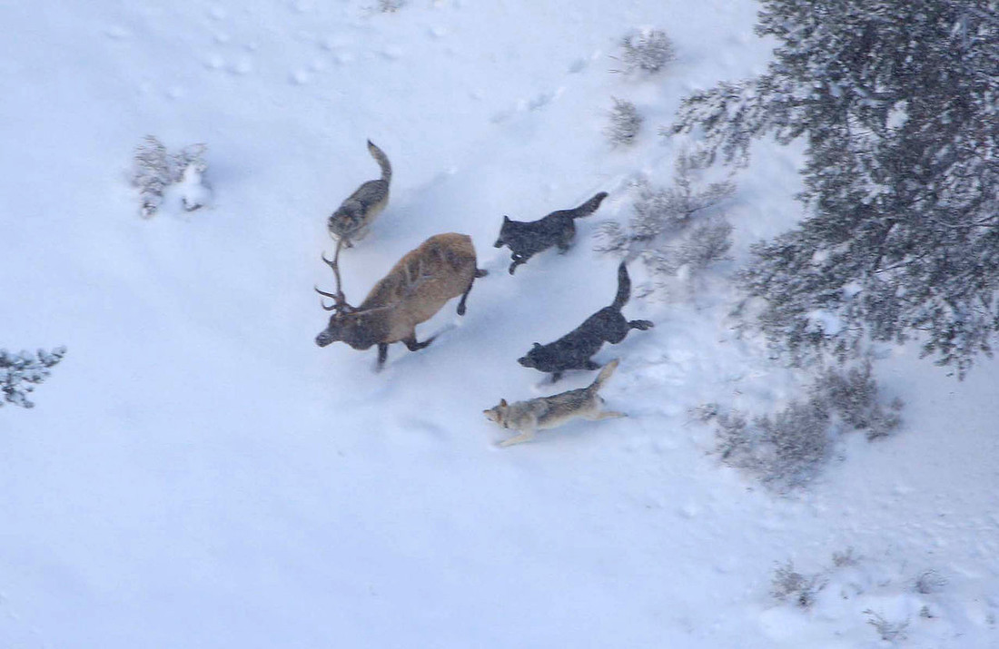 Wolven in Yellowstone jagen op een wapitibok