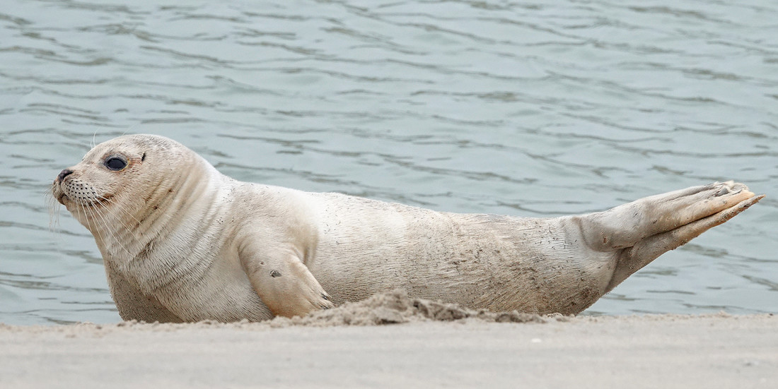 Een gewone zeehond bij Katwijk
