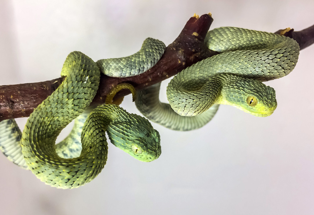 De schubben van een slang zitten over zijn hele lichaam en vormen een stevige beschermlaag. Deze twee zijn familie van de boomadders Atheris squamigera.