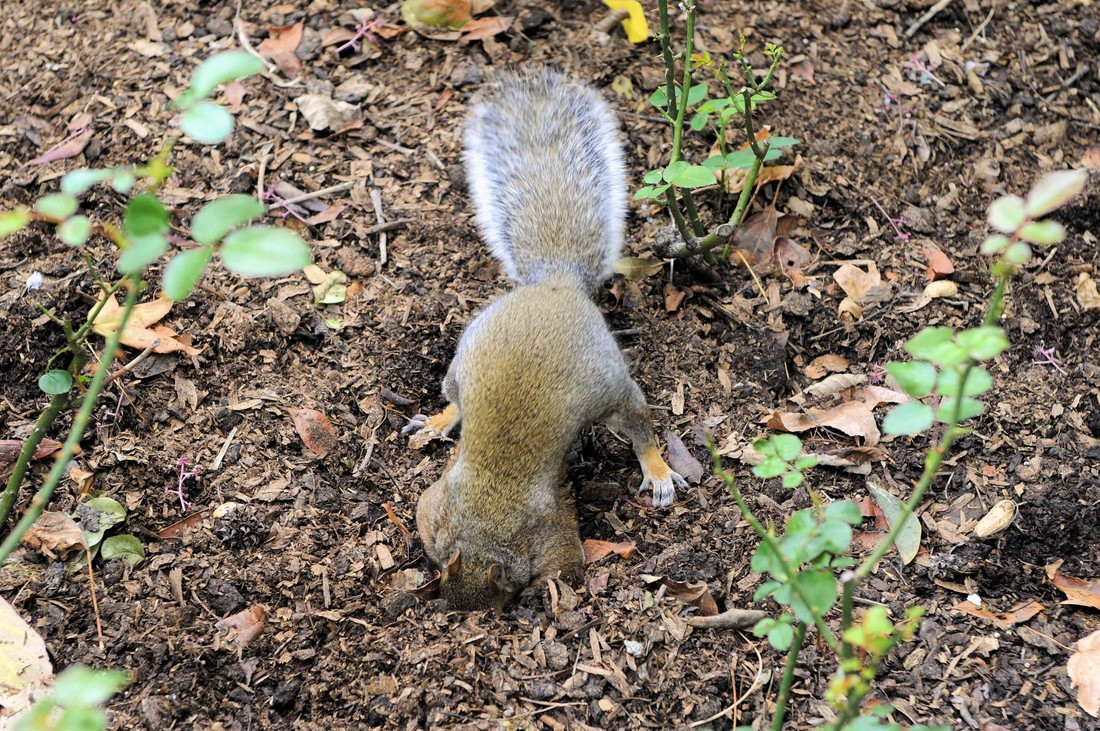De grijze eekhoorn graaft een gaatje in de grond om één of meer nootjes in te verstoppen.