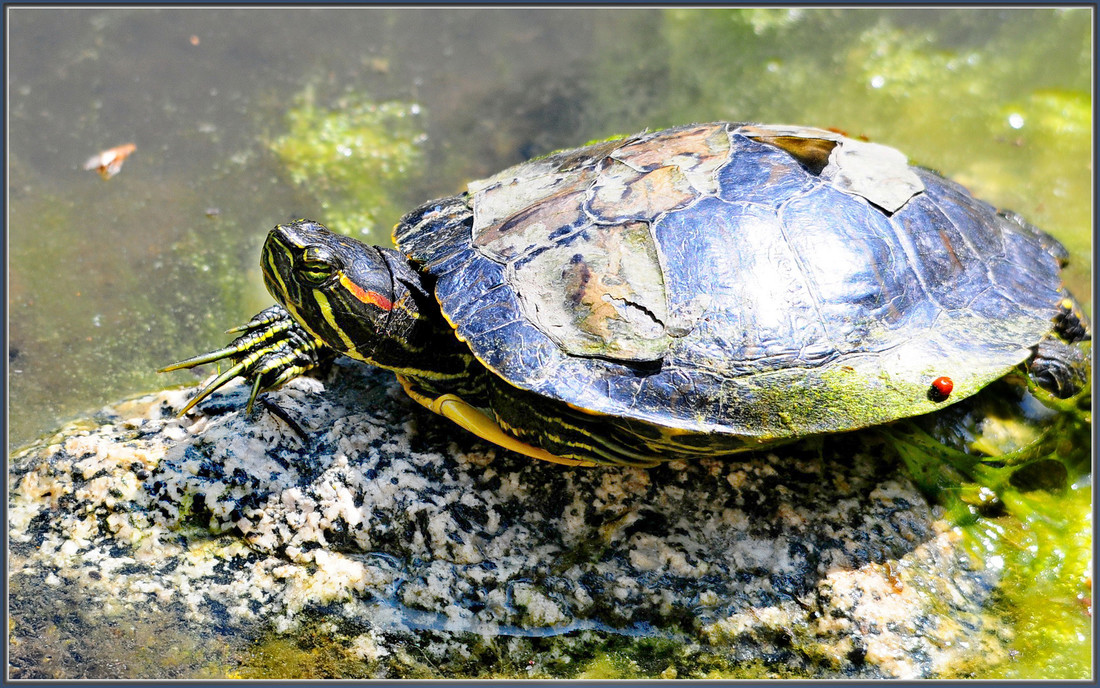 De hoornschilden van een schildpad laten soms los en worden vervangen door nieuwe hoornschilden.