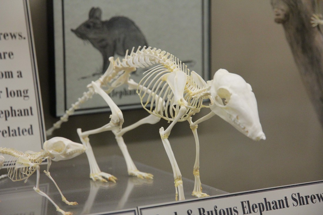 Het skelet van een steppeslurfhondje (zie bovenaan de pagina). Deze diertjes hebben een puntige schedel.