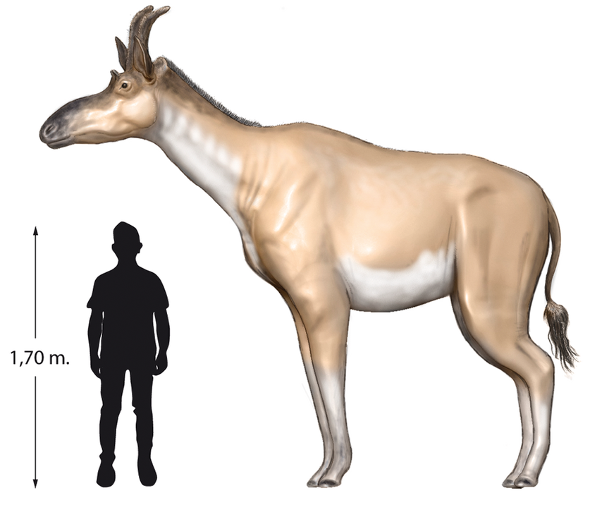Dit dier, Decennatherium rex genaamd, leefde ongeveer 9 miljoen jaar geleden in wat nu Spanje is. Het had vier ossiconen op zijn hoofd.