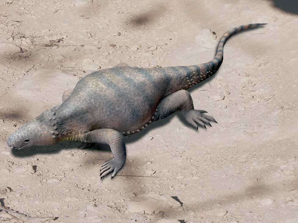 De voorouder van de schildpad (Eunotosaurus) had nog geen schild maar wel een brede en stevige borst door zijn bredere ribben. Zo kon hij meer kracht zetten bij het graven.