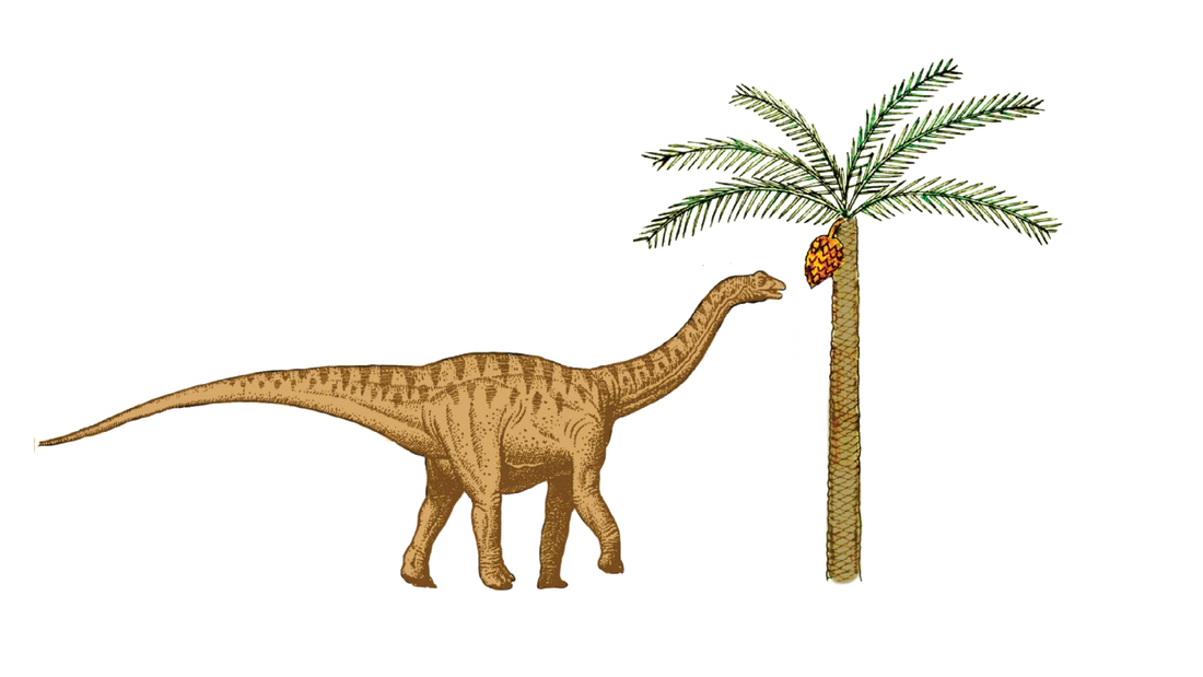  Een sauropoda die van de kegel van een palmvaren eet