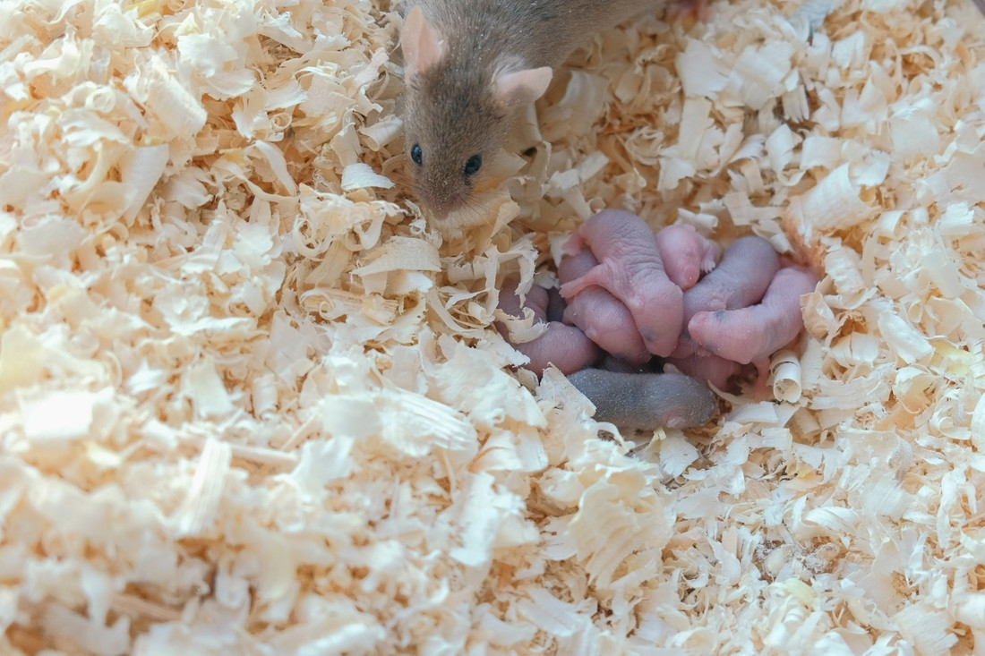 Pasgeboren muizen met hun moeder.